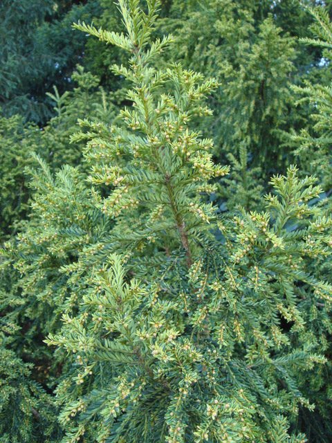 Taxus baccata 'Adpressa'